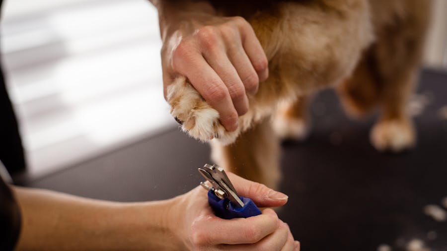 Köpek Tırnak Kesimi VooVPets